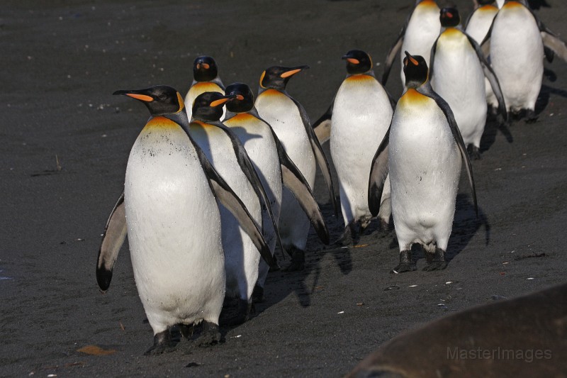IMG_3654c.jpg - King Penguin (Aptenodytes patagonicus)